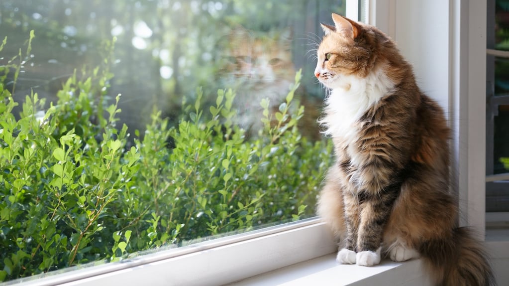 Gato observando por la ventana