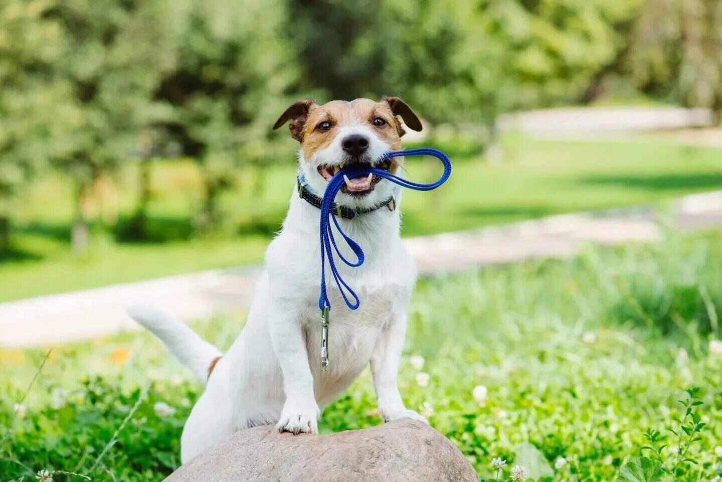 Perro sosteniendo una correa en su boca en un parque
