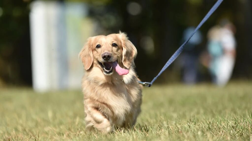 Perro paseando en un entorno variado