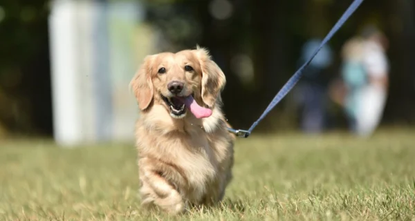 Perro paseando en un entorno variado