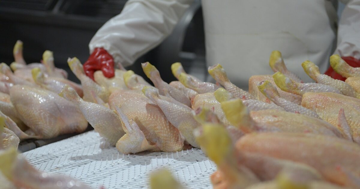 Reapertura del mercado europeo para carne aviar argentina