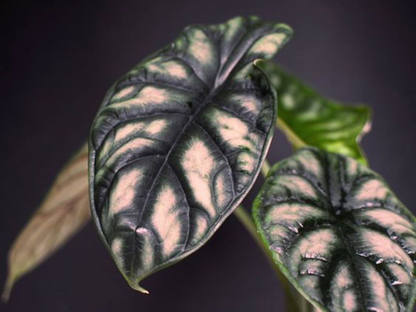 Hojas de planta de interior con patrones verdes y plateados
