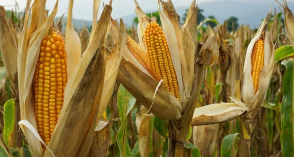Agricultores en campo de maíz en Argentina