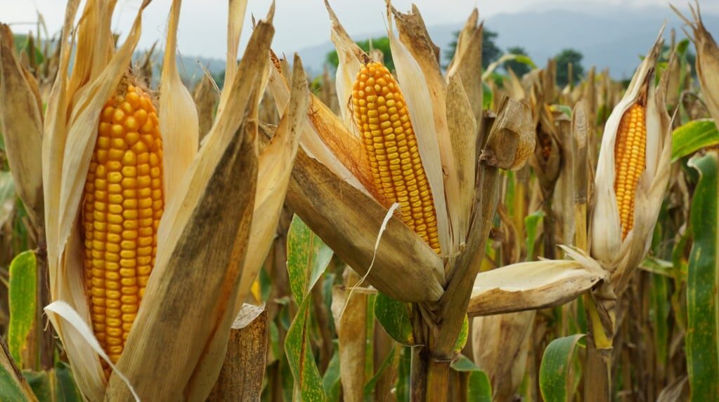 Agricultores en campo de maíz en Argentina
