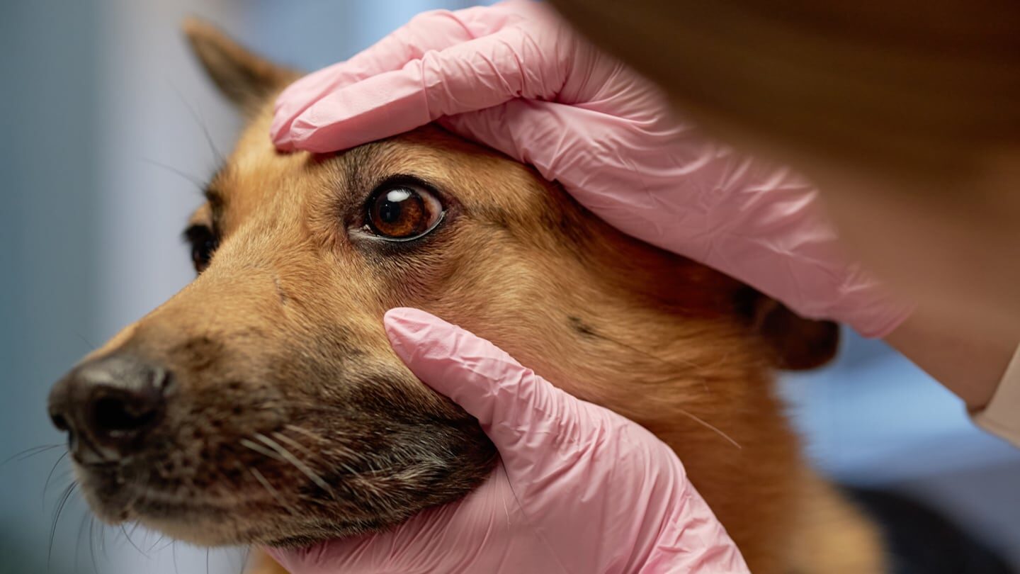 Veterinario examina el ojo de un perro con guantes rosas