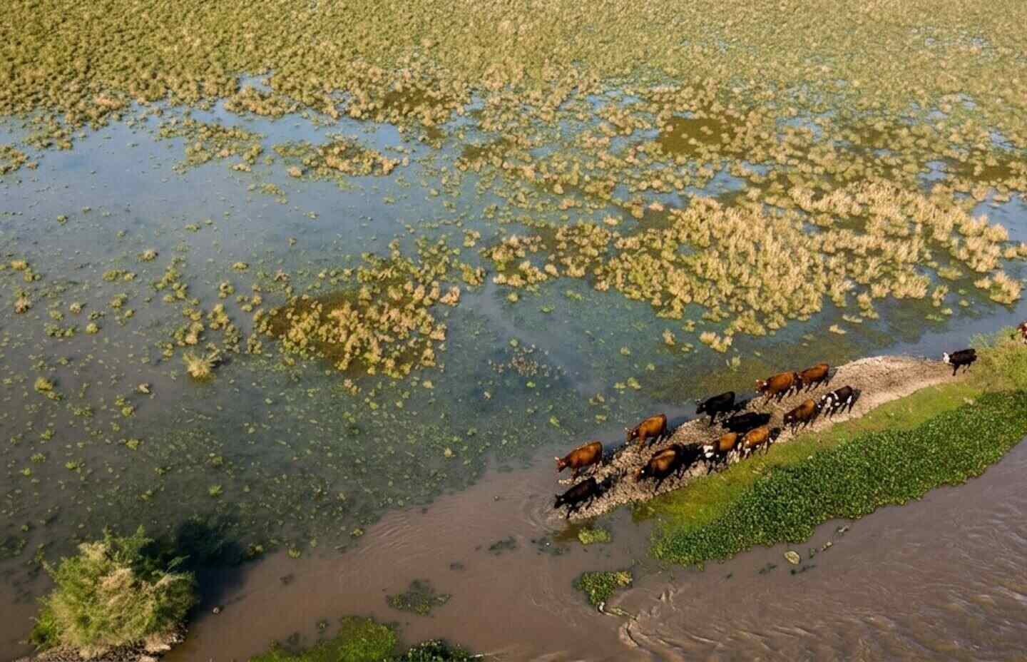 Ganado evacuando por un camino inundado debido a El Niño