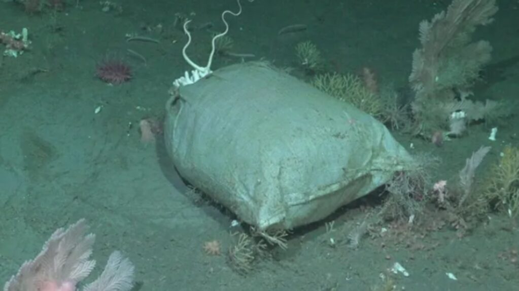 Investigación sobre residuos en el mar argentino