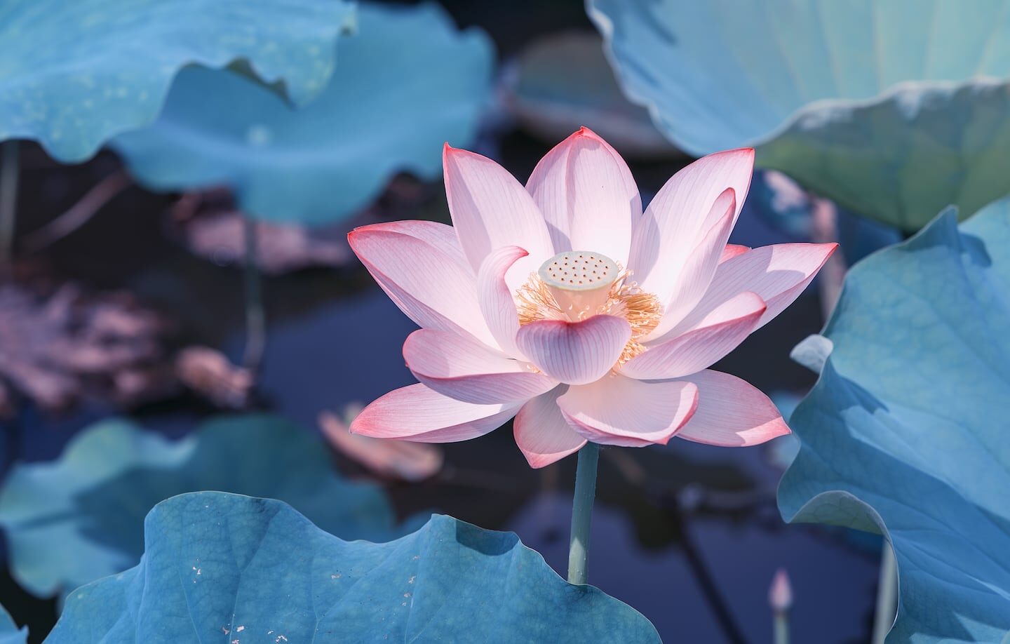 Flor de loto rosa en medio de hojas verdes