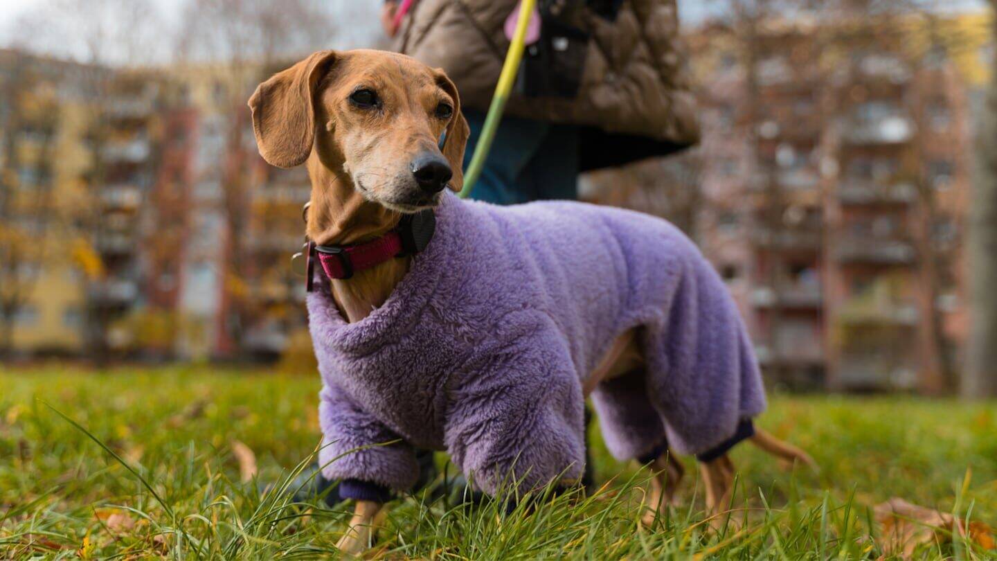 Perro con abrigo morado en un parque durante el invierno