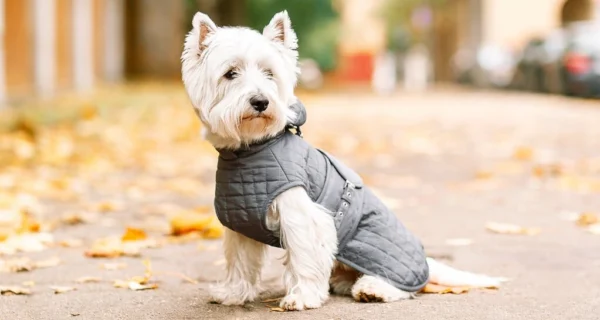 Perro con abrigo en invierno