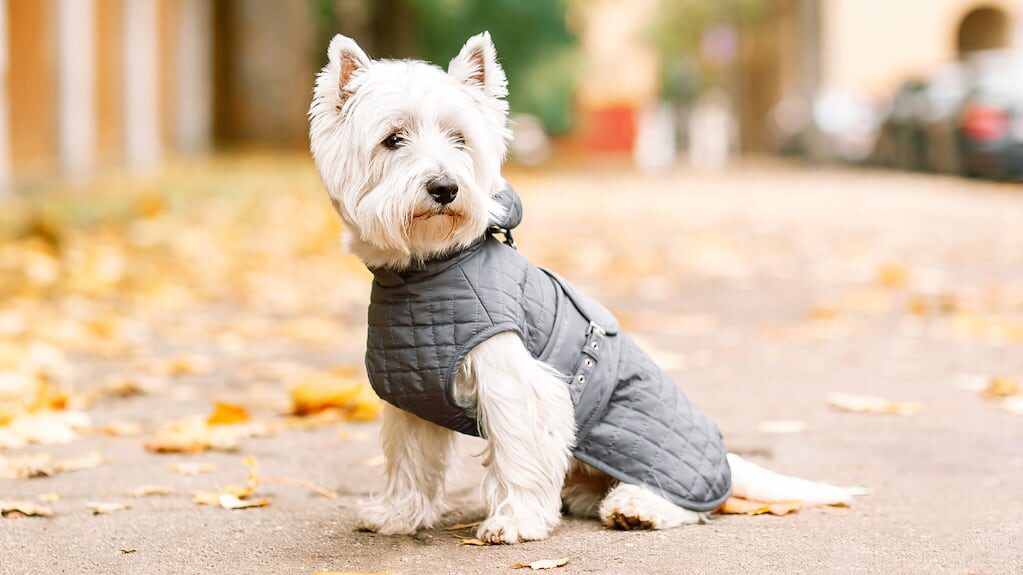 Perro con abrigo en invierno
