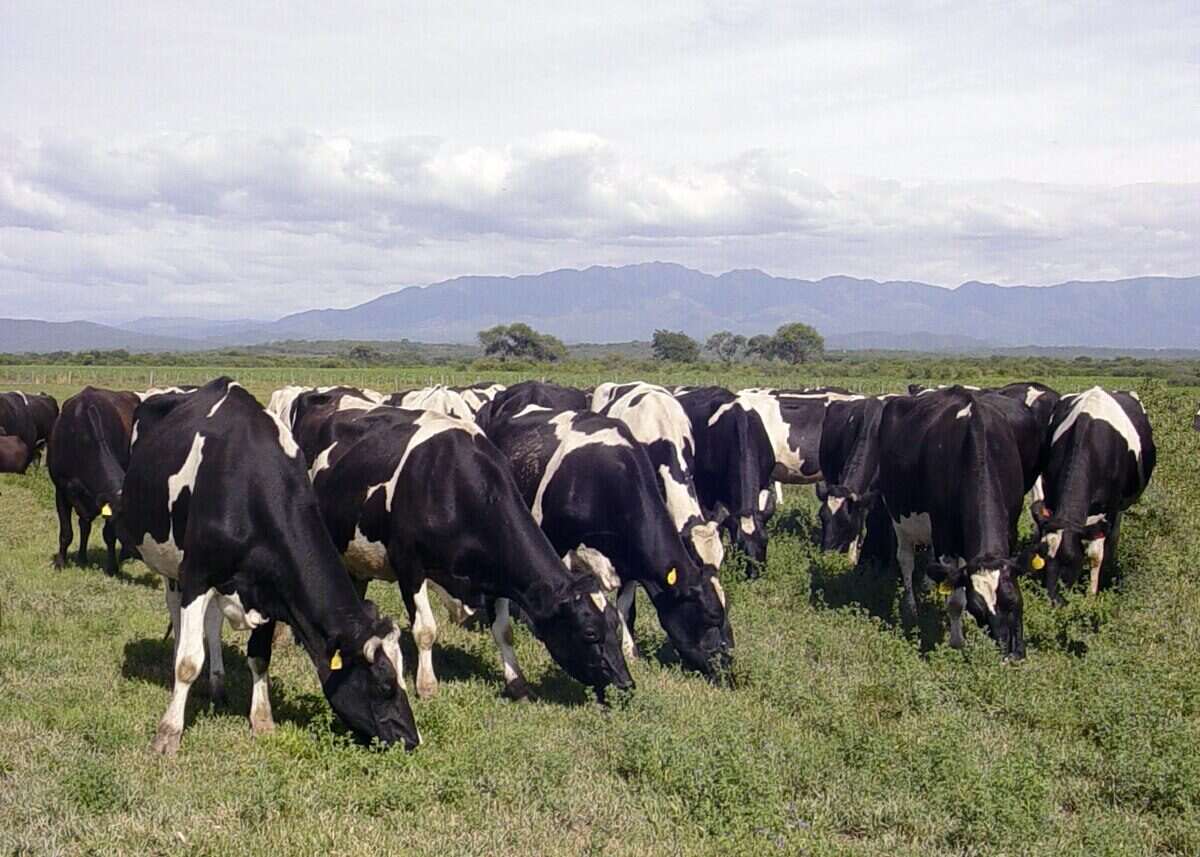 Vacas lecheras pastando en un campo en Argentina
