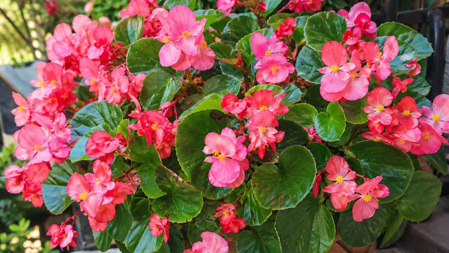 Planta de begonia con flores rosas y hojas verdes brillantes