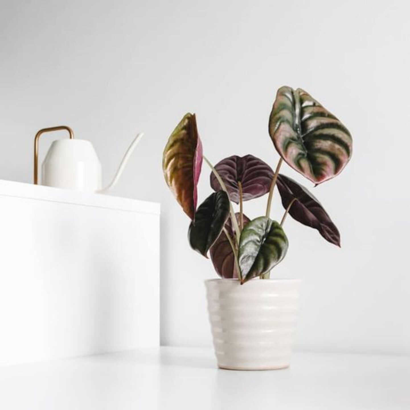 Planta de interior con hojas coloridas en maceta blanca sobre una mesa blanca