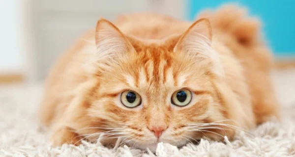 Gato naranja descansando
