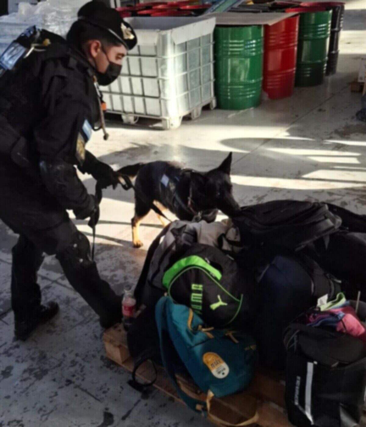 Agente de la Fuerza Policial Antinarcotráfico inspecciona mochilas con un perro detector de drogas en Córdoba
