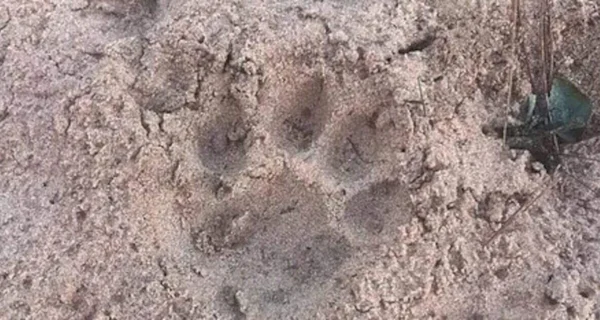 Huellas de yaguareté encontradas en Corrientes