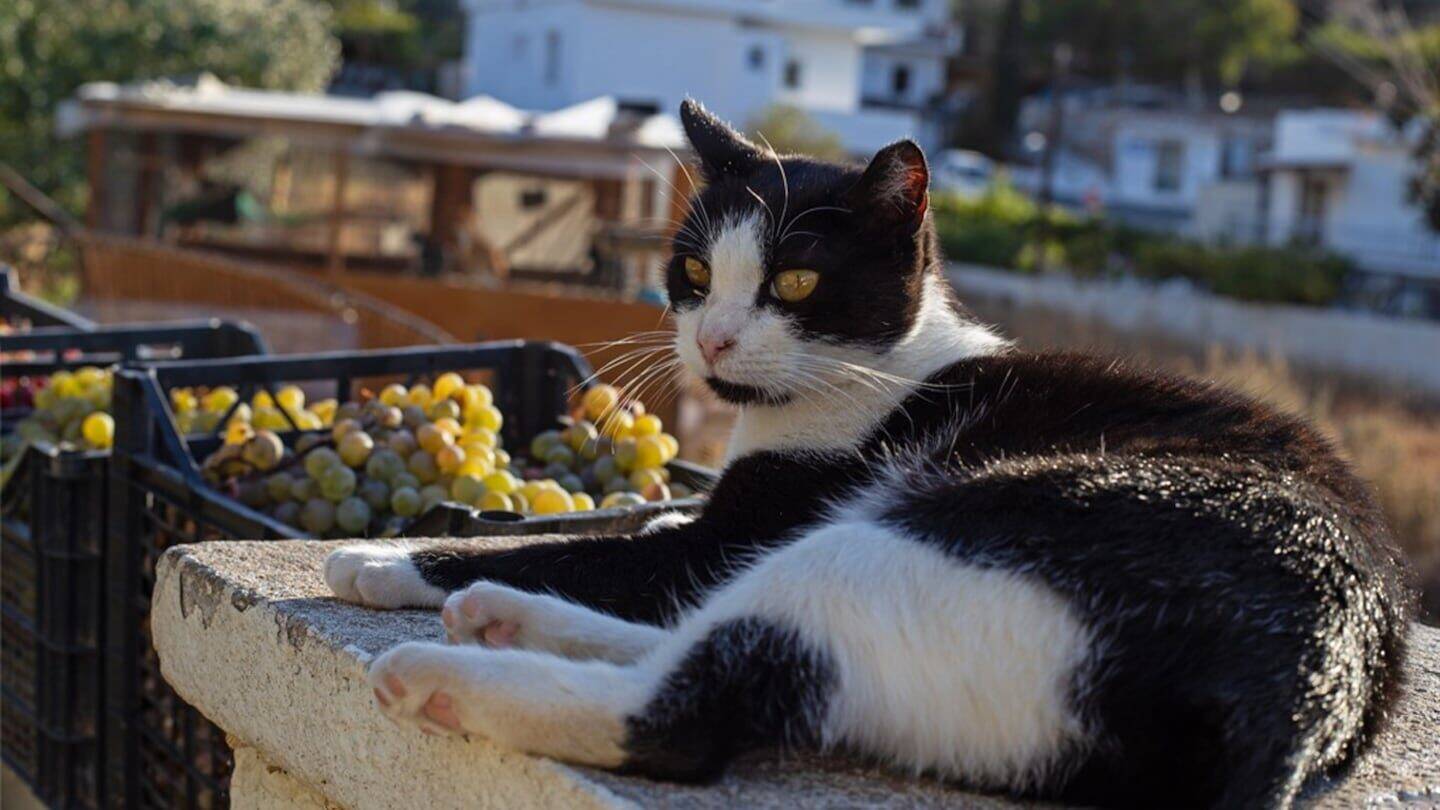 Gato negro y blanco descansando en una superficie con cajas de uvas al fondo en la isla de Syros, Grecia