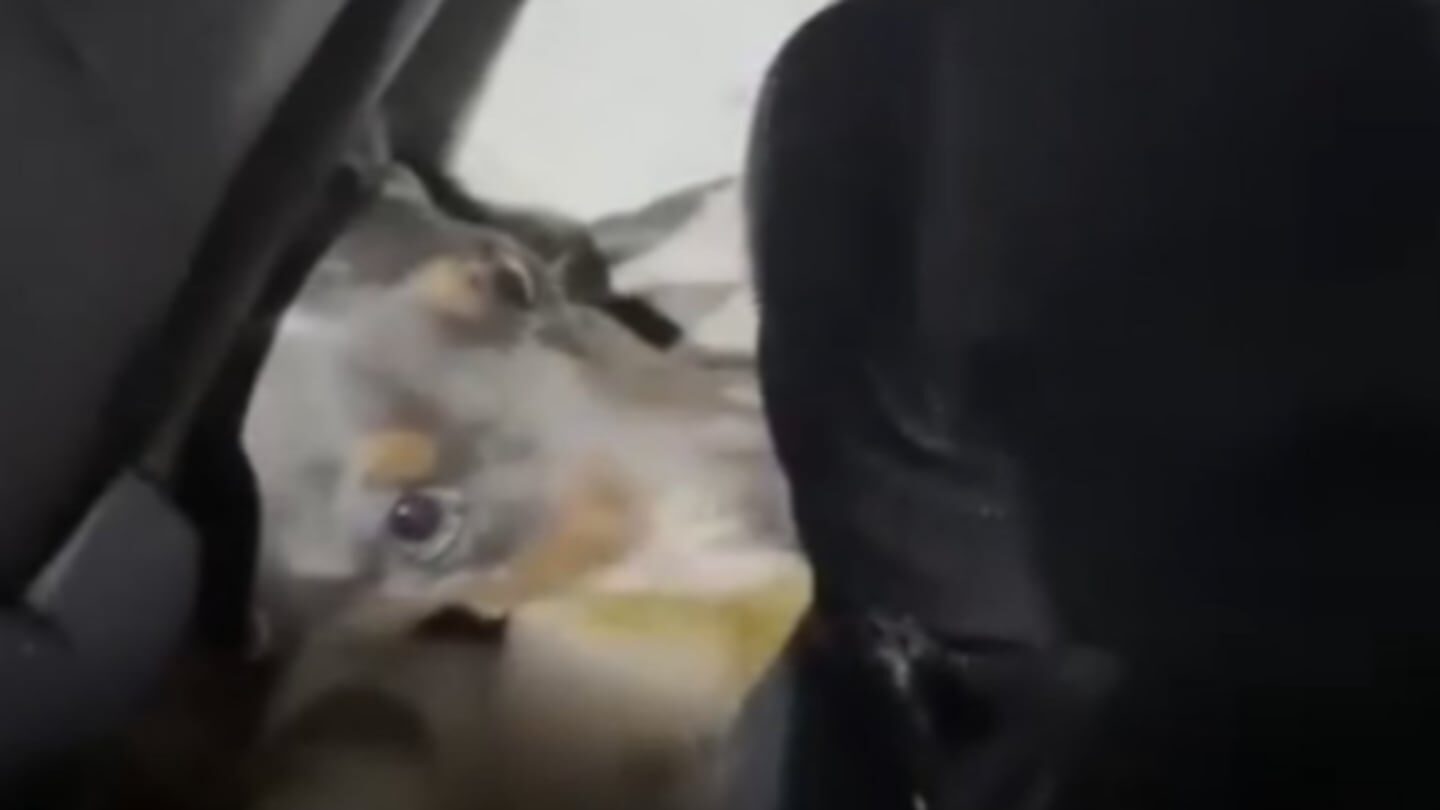 Perro salchicha rescatado en la frontera entre Argentina y Uruguay