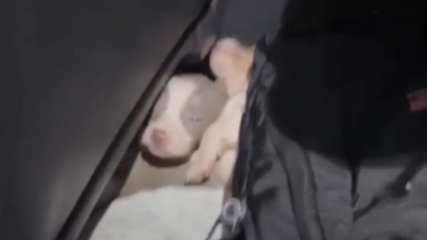 Cachorros de perro salchicha rescatados en un vehículo en la frontera entre Argentina y Uruguay