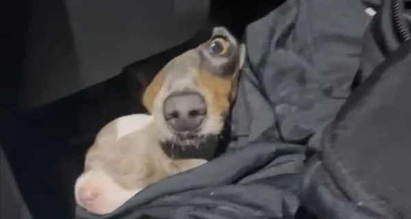 Rescate de perros salchicha en la frontera