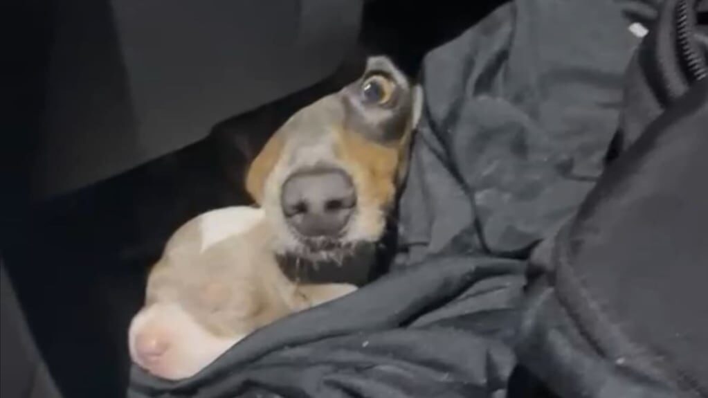 Rescate de perros salchicha en la frontera