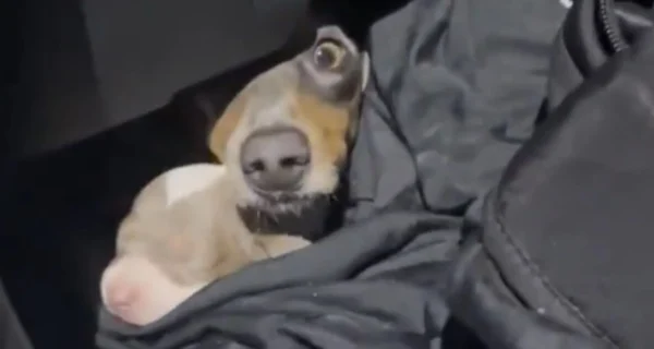 Rescate de perros salchicha en el paso fronterizo de Colón