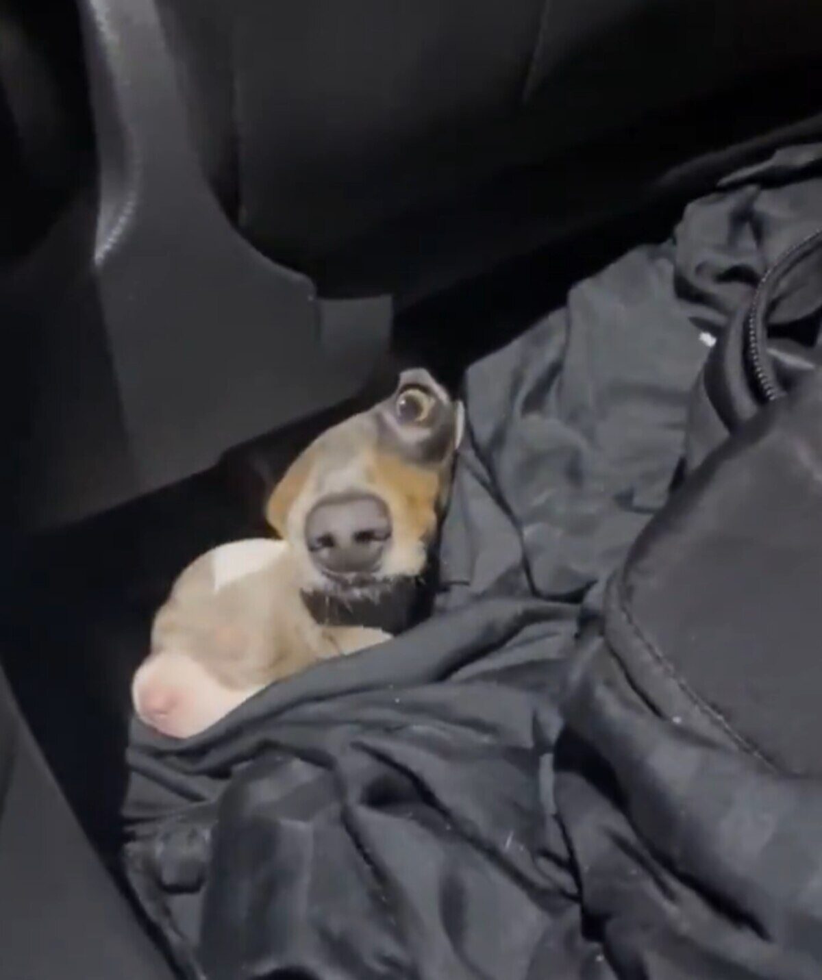 Perro salchicha rescatado escondido en un vehículo en Colón