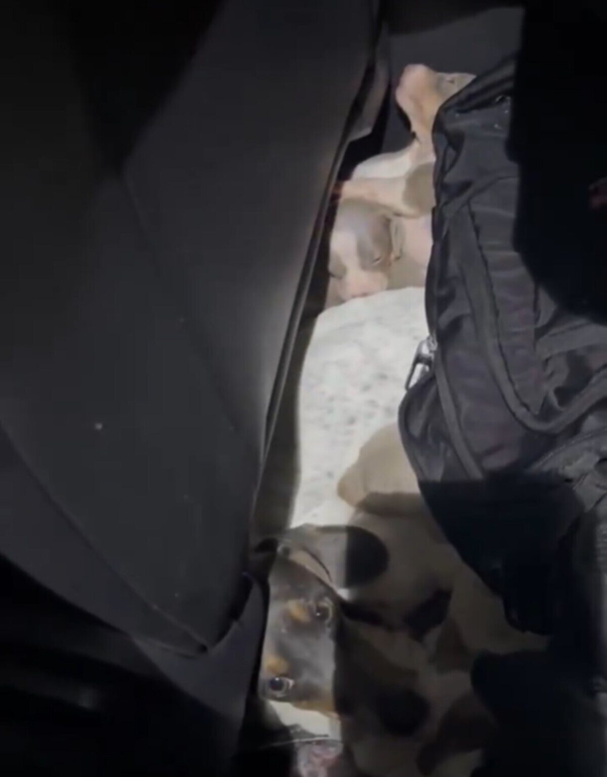 Trece perros salchicha ocultos en un vehículo en el paso fronterizo de Colón