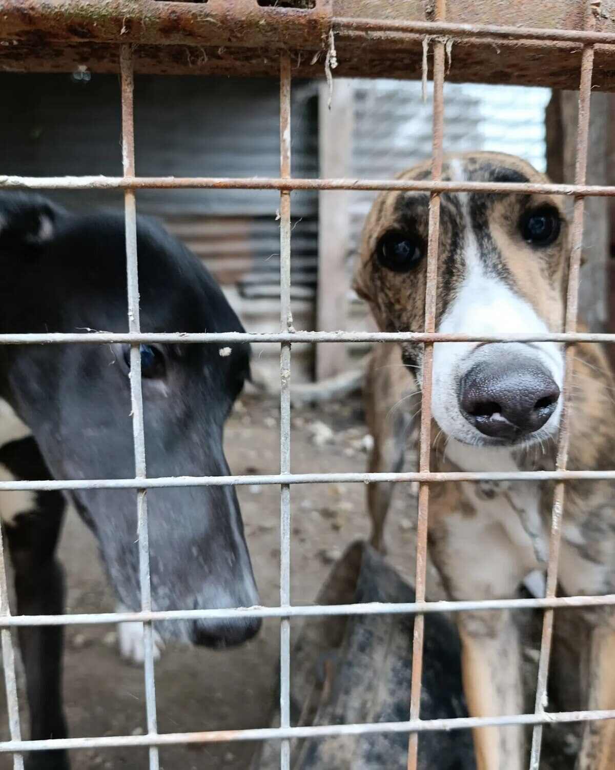 Dos perros salchicha enjaulados en un refugio