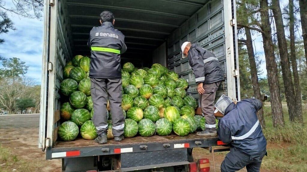 Frutas incautadas por SENASA en Corrientes