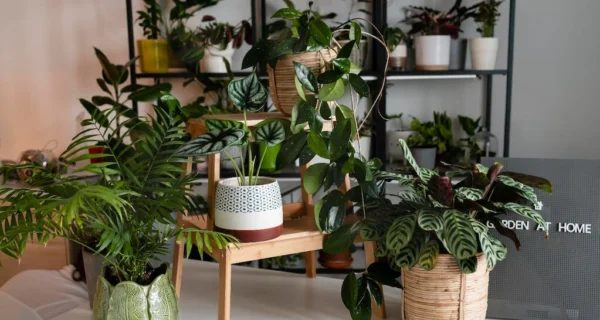 Plantas resistentes para jardinería