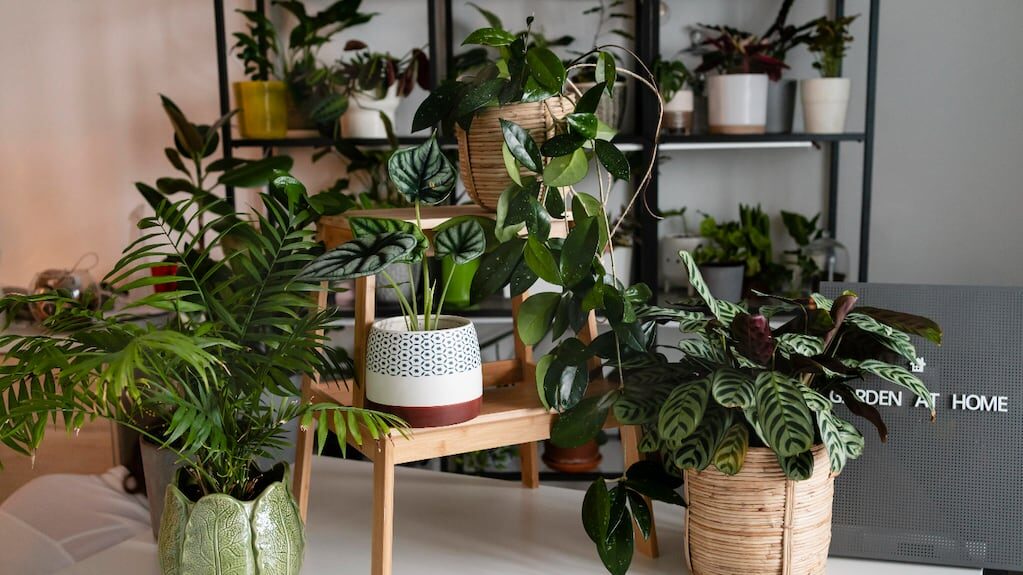 Plantas resistentes para jardinería