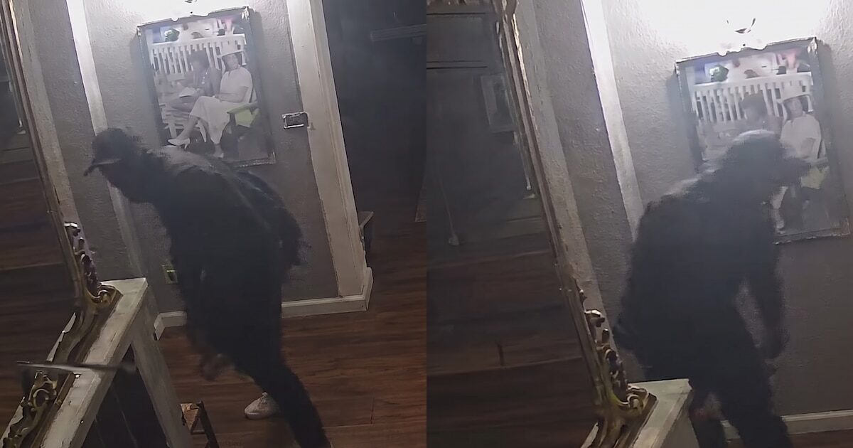 Wanda Nara muestra videos del robo en su casa en Italia